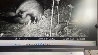 Image for the Tweet beginning: Having a good scratch! #badgers