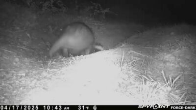 Image for the Tweet beginning: Badgers playing! #cubs #april #playtime